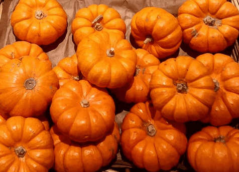 Autunno Americano #8